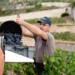 Vendanges 2026 en Bourgogne : un millésime solaire dans la lignée de 2020 - La Revue du Luxe