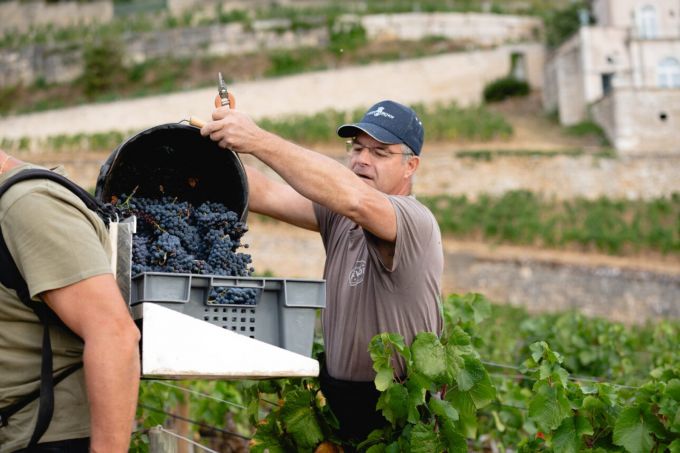 Vendanges 2026 en Bourgogne : un millésime solaire dans la lignée de 2020 - La Revue du Luxe