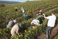 Vendanges en Champagne : le défi historique d'un millésime 2026 ultra-précoce - La Revue du Luxe