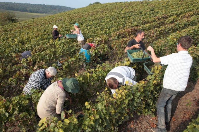 Vendanges en Champagne : le défi historique d'un millésime 2026 ultra-précoce - La Revue du Luxe