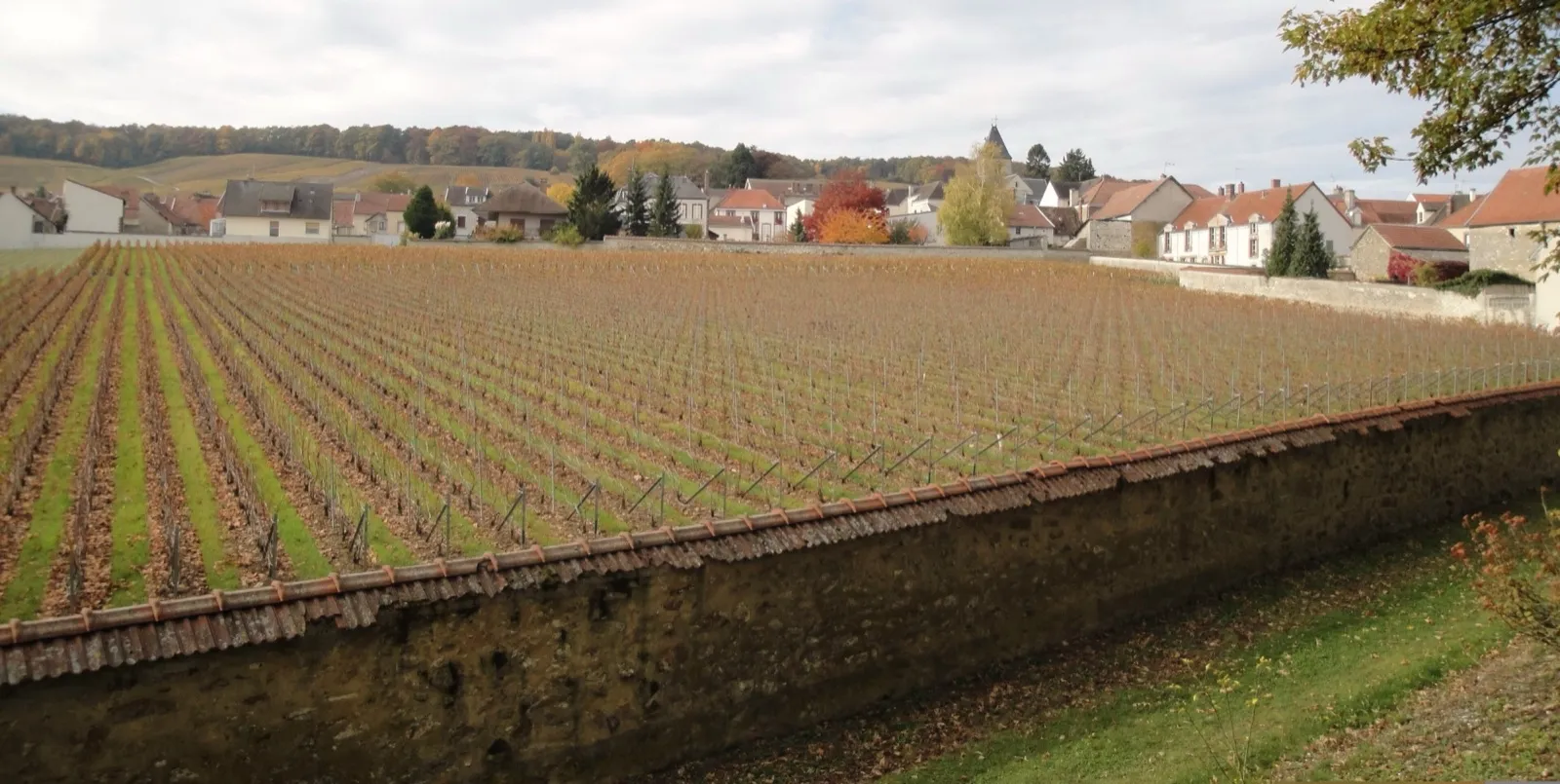 Le Clos du Mesnil de Krug, vignoble clos de murs au Mesnil-sur-Oger