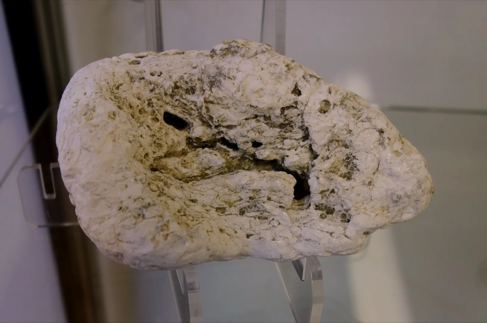 Bloc d'ambre gris exposé au musée du patrimoine et de la chasse à la baleine de Picton, en Nouvelle-Zélande