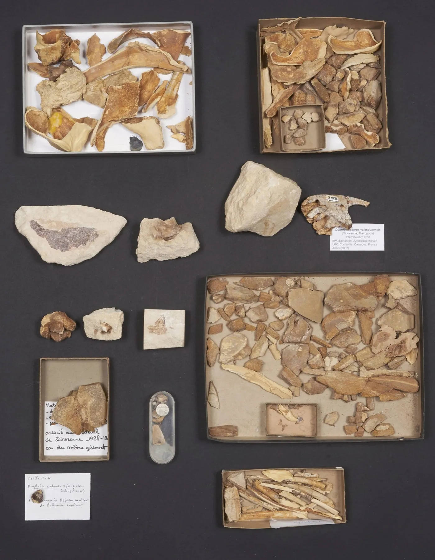 Fragmentos de huesos del Dubreuillosaurus y bloques de roca presentados en cajas sobre fondo negro, lote 203 de Millon