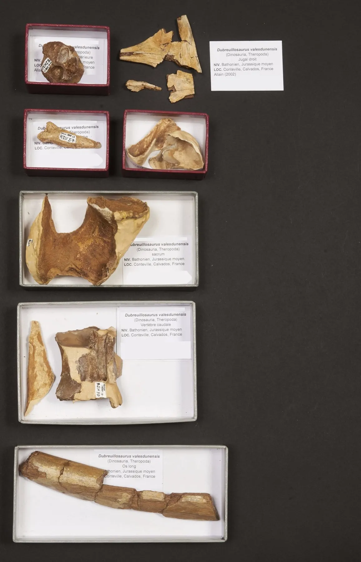 Huesos fósiles del Dubreuillosaurus valesdunensis guardados en cajas etiquetadas, subasta de Millon