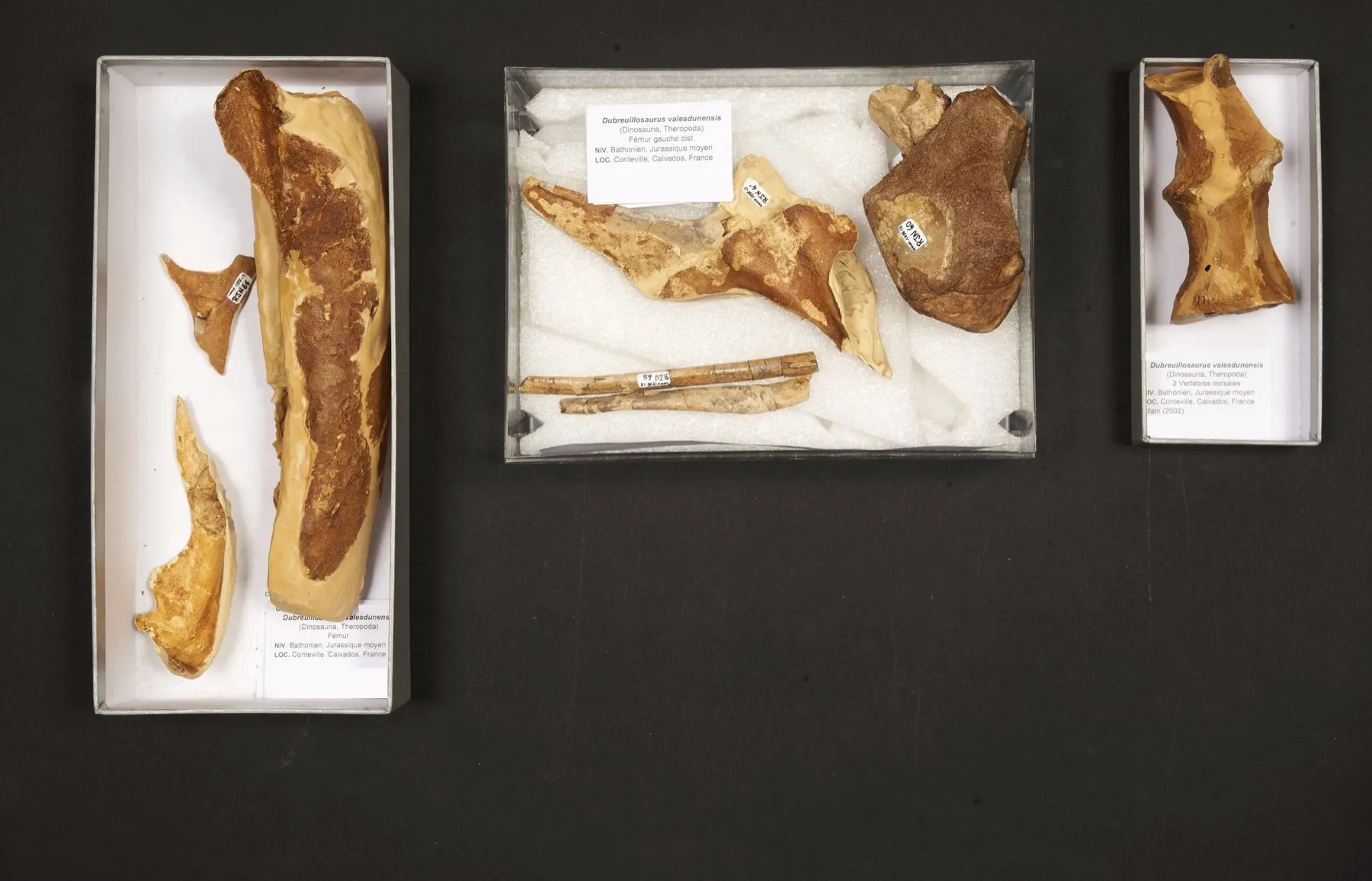 Huesos fósiles del terópodo Dubreuillosaurus valesdunensis en cajas acristaladas etiquetadas