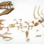 Ossements et crâne du dinosaure Dubreuillosaurus valesdunensis disposés à plat sur fond blanc, lot 203 de la vente Millon à Drouot