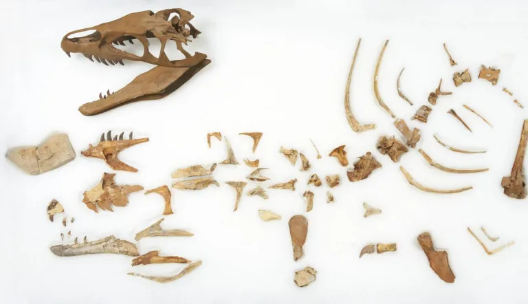 Dinosaurio Dubreuillosaurus: el único ejemplar conocido, a subasta
